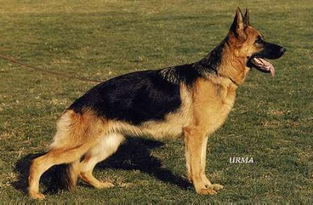 Urmel von Arminius | German Shepherd Dog 