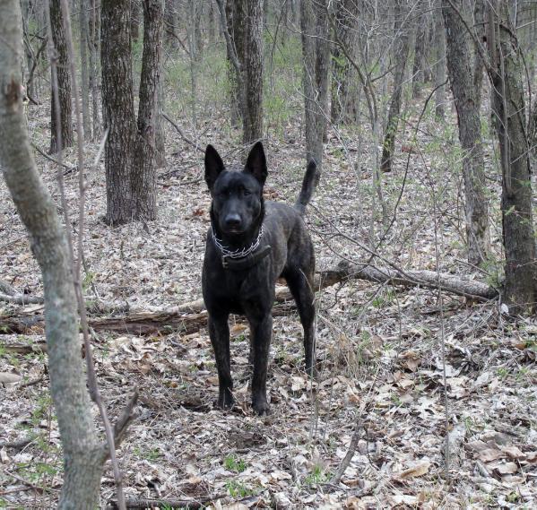 Dirt | Dutch Shepherd 