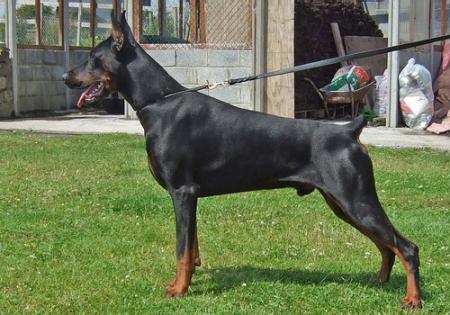 Sant Kreal Obelix | Black Doberman Pinscher