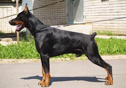 Sant Kreal Odin | Black Doberman Pinscher