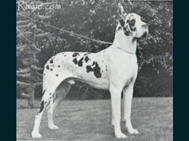 Ilja van de Brentjes | Great Dane 