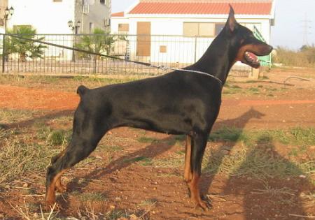 Sant Kreal Orion | Black Doberman Pinscher