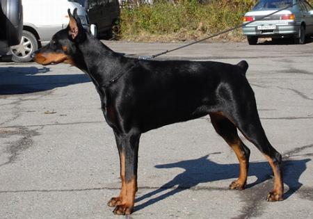 Sant Kreal Ovacia | Black Doberman Pinscher