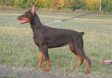 Sant Kreal Oda | Brown Doberman Pinscher