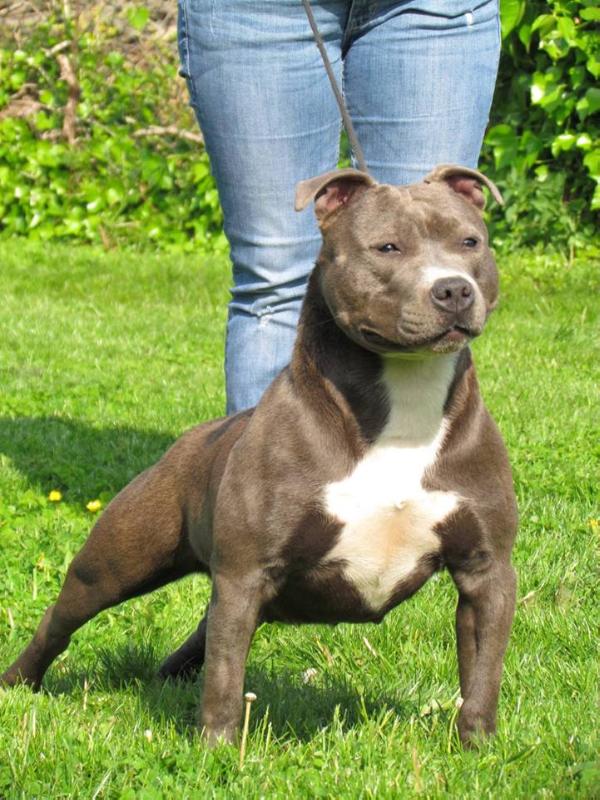 I'shyva | American Staffordshire Terrier 