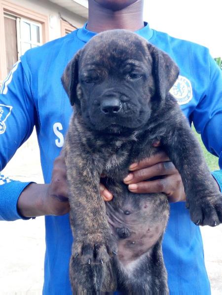 Diego Haus Of Reagan | African Boerboel 