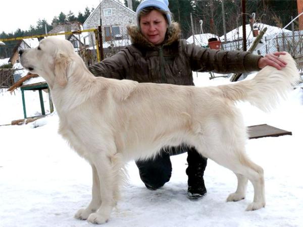 Ashbury Glen Coe | Golden Retriever 