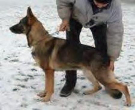 Pusztamajori-Orseg Héra | German Shepherd Dog 