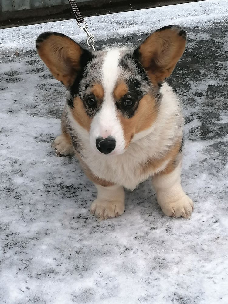 Loyal Ally Kali | Cardigan Welsh Corgi 