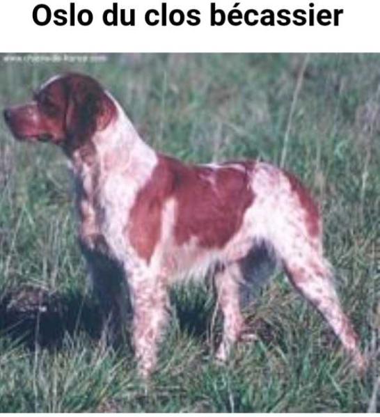 OSLO du Clos Becassier | Brittany 