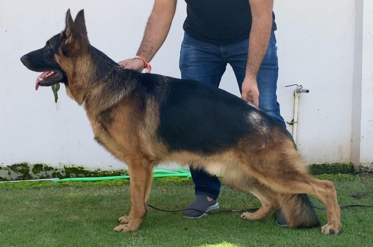 Quint van de Mauritshoek | German Shepherd Dog 
