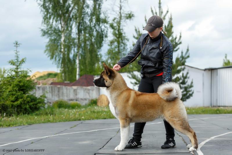 Amoremio Redient Ami Mignone | Akita 