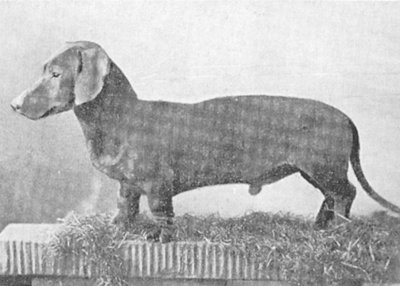 Mineur (1893) DTK 1275 | Dachshund 