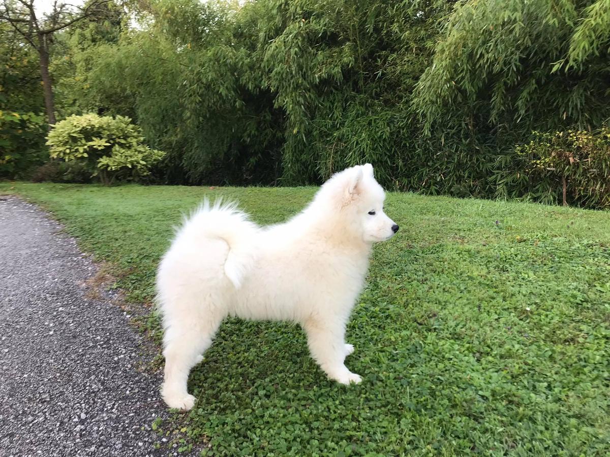 Ernie Colle Ombroso from Kel'bin treasure-house | Samoyed 