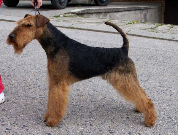 Hat-Trick od Guvernéra | Welsh Terrier 