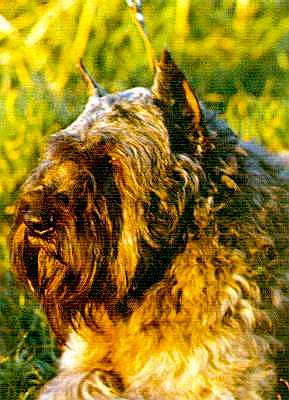 Baltazar v.d. Macecliers | Bouvier des Flandres 