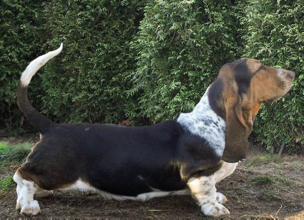 Sangria The Voice of Forest | Basset Hound 