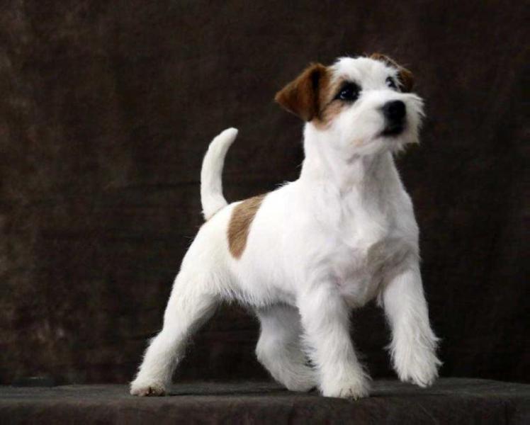 Lovely-Orange Ingrid | Jack Russell Terrier 