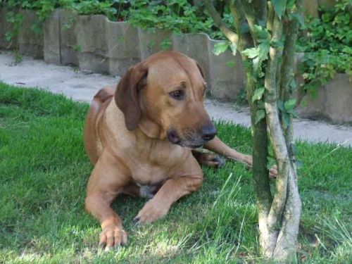 Bukavu-Bawu Fatisha | Rhodesian Ridgeback 