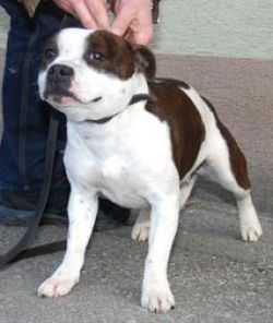 RONJA WHITE EAGLE OF CANTERBURY | Staffordshire Bull Terrier 