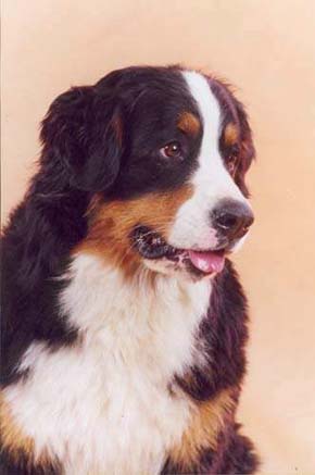 Zalma iz Blagorodnogo Doma | Bernese Mountain Dog 