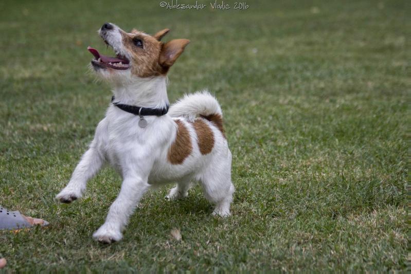 Dangerous only survivor | Jack Russell Terrier 