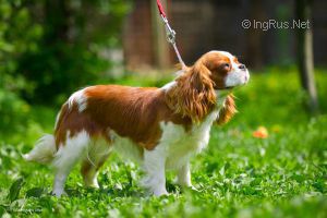 HELENA WOODLAND | Cavalier King Charles Spaniel 