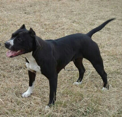 Black Big Brigitte | American Staffordshire Terrier 