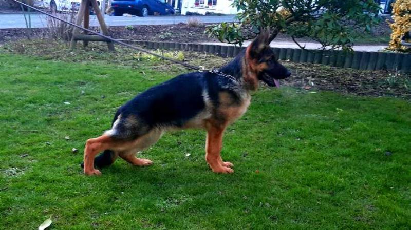Odin du Mont d'Osiris | German Shepherd Dog 