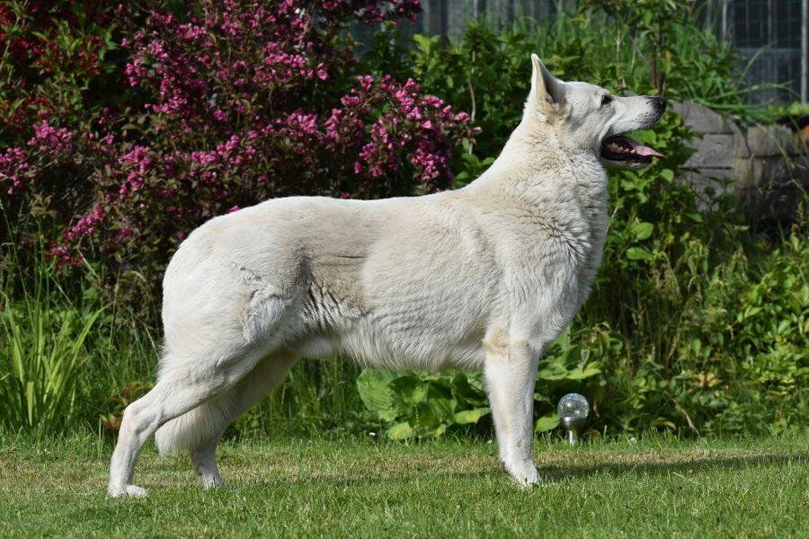 TAJFUN Biale Wzgorza | White Swiss Shepherd Dog 