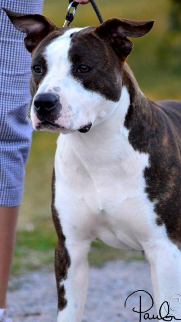 Gentle Art's Dressed To The Nines | American Staffordshire Terrier 