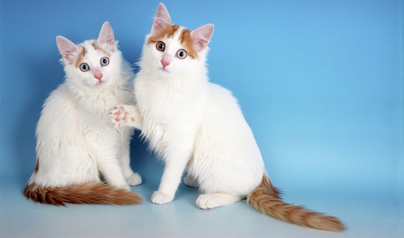 Turkish Van