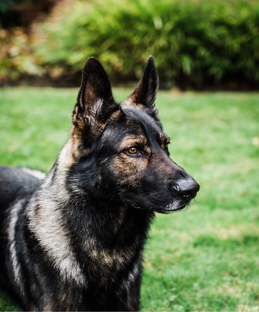Baron Heinrich vom Hunde Zweck | German Shepherd Dog 