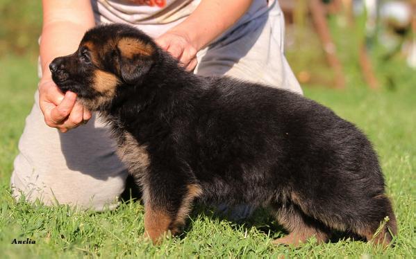 Ural Land Arshavin | German Shepherd Dog 