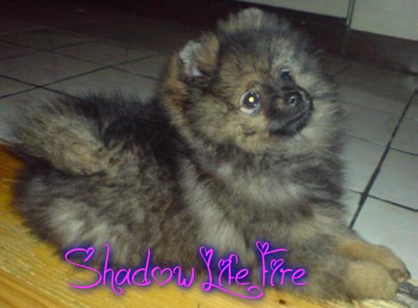 Shadow  Life Fire | German Spitz 