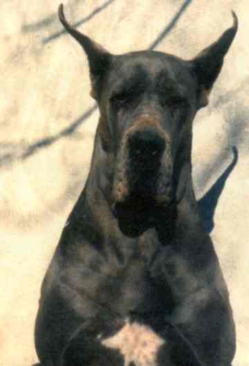 Cassiopee de la Benjamine | Great Dane 