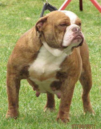 Bullforce Jackey | Olde English Bulldogge 