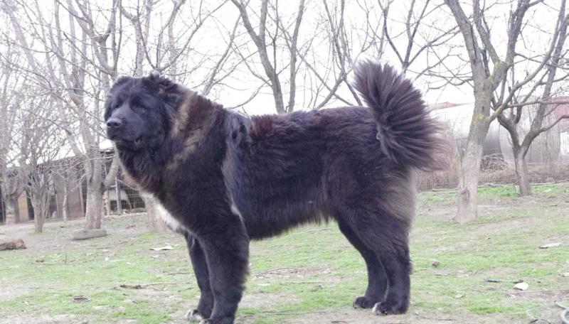 Holly De Brailita | Caucasian Mountain Dog 