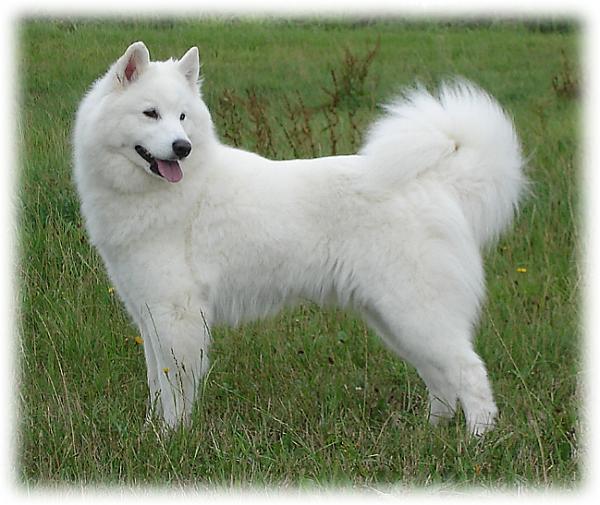 Jedie's Alana | Samoyed 