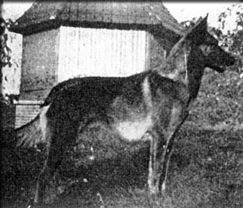 Goliath du Chalet des Glycines | Belgian Groenendael 