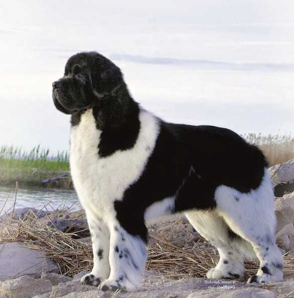 Pawsinn Threeponds Lancelot | Newfoundland 