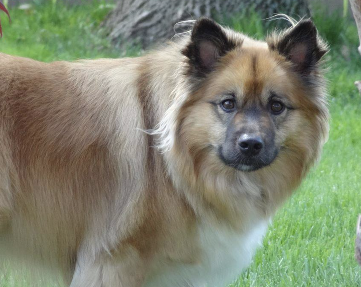 Tri-Star Avaldi | Icelandic Sheepdog 