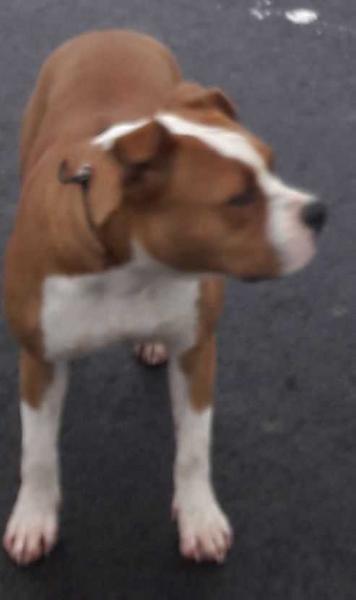 JUST NOVA IL GUERRIERO DI HATEG | American Staffordshire Terrier 