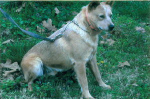 Rad's Tuff Bubba | Australian Cattle Dog 