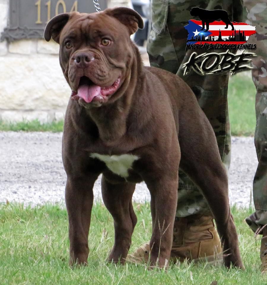 Nuyorican Bulldogges Kobe | Olde English Bulldogge 