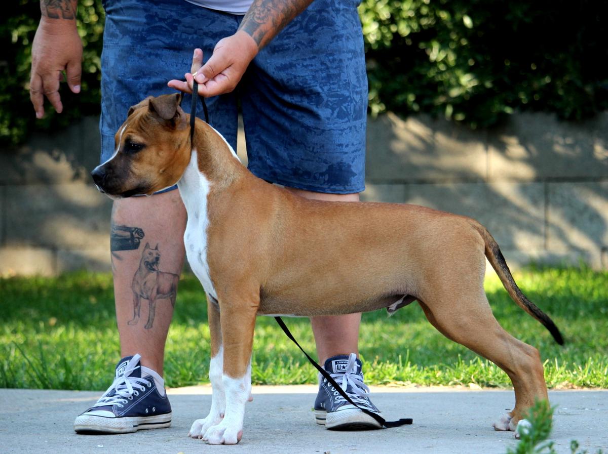 Tiger Tattoo's Peterbilt | American Staffordshire Terrier 