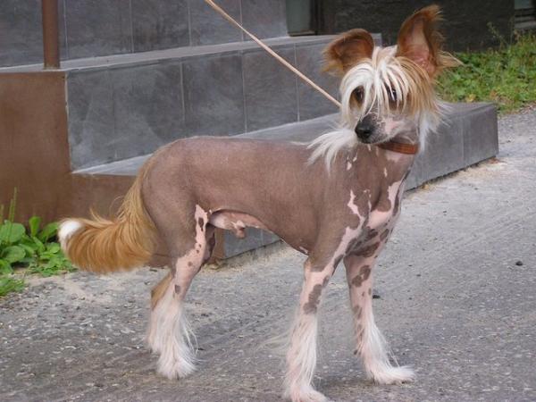 Volshebnaja Loshadka Viking | Chinese Crested 