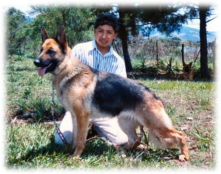 Ultra de Tierra Salvaje | German Shepherd Dog 