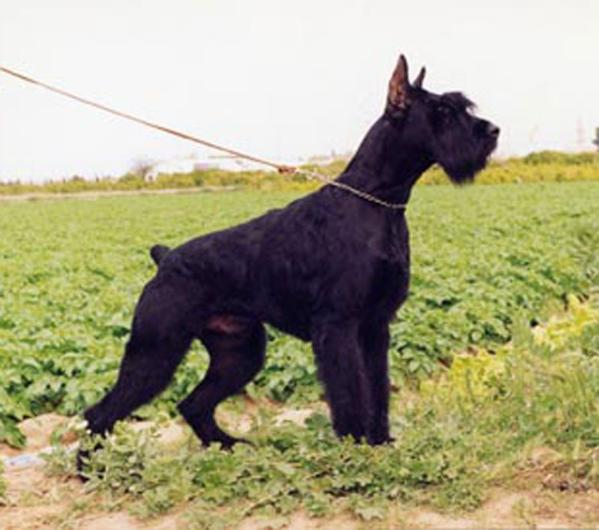 Kali De Pichera | Giant Schnauzer 