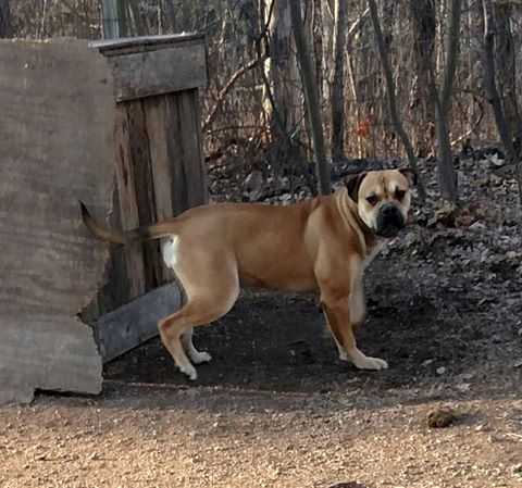 Brave Heart's Lucy | American Bulldog 